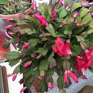 Meet your Posher, Arlyce